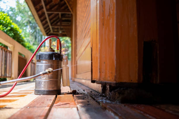 Wasp Removal Services in Maggie Valley, NC