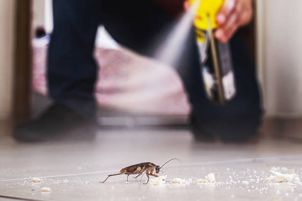 Best Affordable Pest Control Services  in Maggie Valley, NC