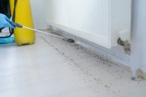 Best Pest Control for Homes  in Maggie Valley, NC