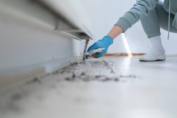Best Local Pest Control Services  in Maggie Valley, NC